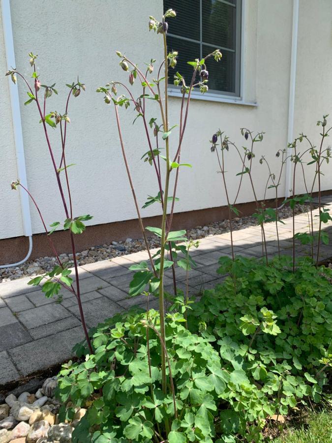 Studiový apartmán V Zahradě Police nad Metují Exterior foto